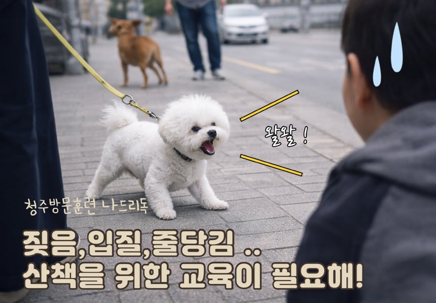 청주 강아지 방문훈련: 산책 짖음·입질 행동 개선