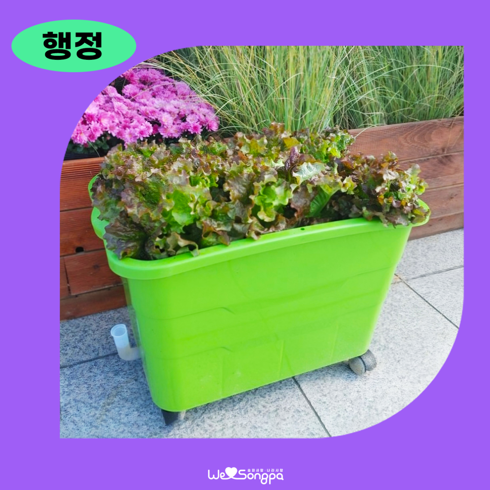 브로콜리 지역정보 관련 사진 1