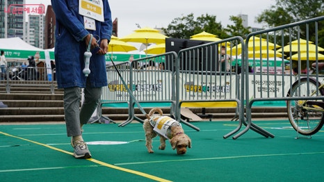 브로콜리 지역정보 관련 사진 2