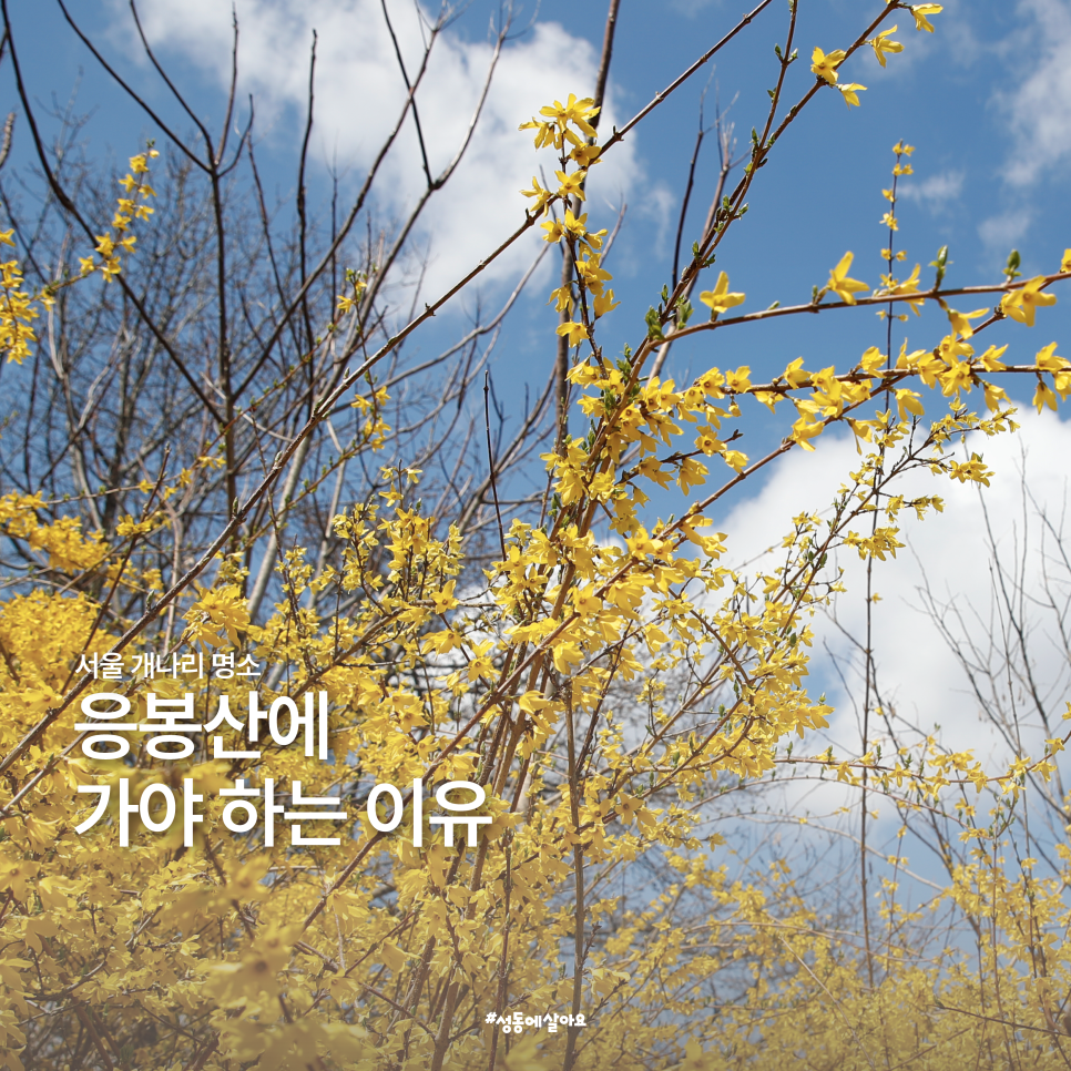 브로콜리 지역정보 관련 사진 1