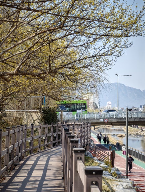 브로콜리 지역정보 관련 사진 2