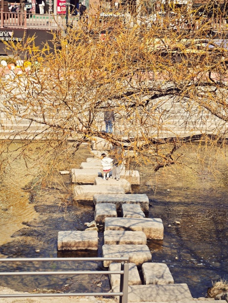 브로콜리 지역정보 관련 사진 3