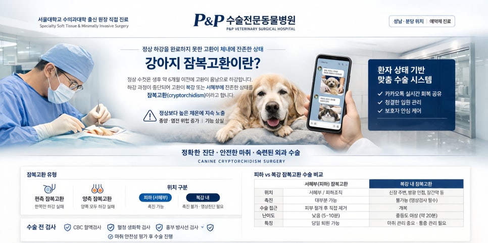 강아지 잠복고환 수술, 비용과 회복 과정 완벽 분석 — 사진 3