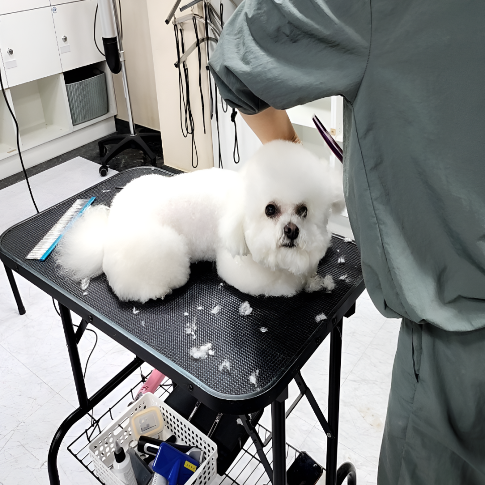 강동 천호 애견미용학원, 주말 야간반 자격증 취득 후기 — 사진 7