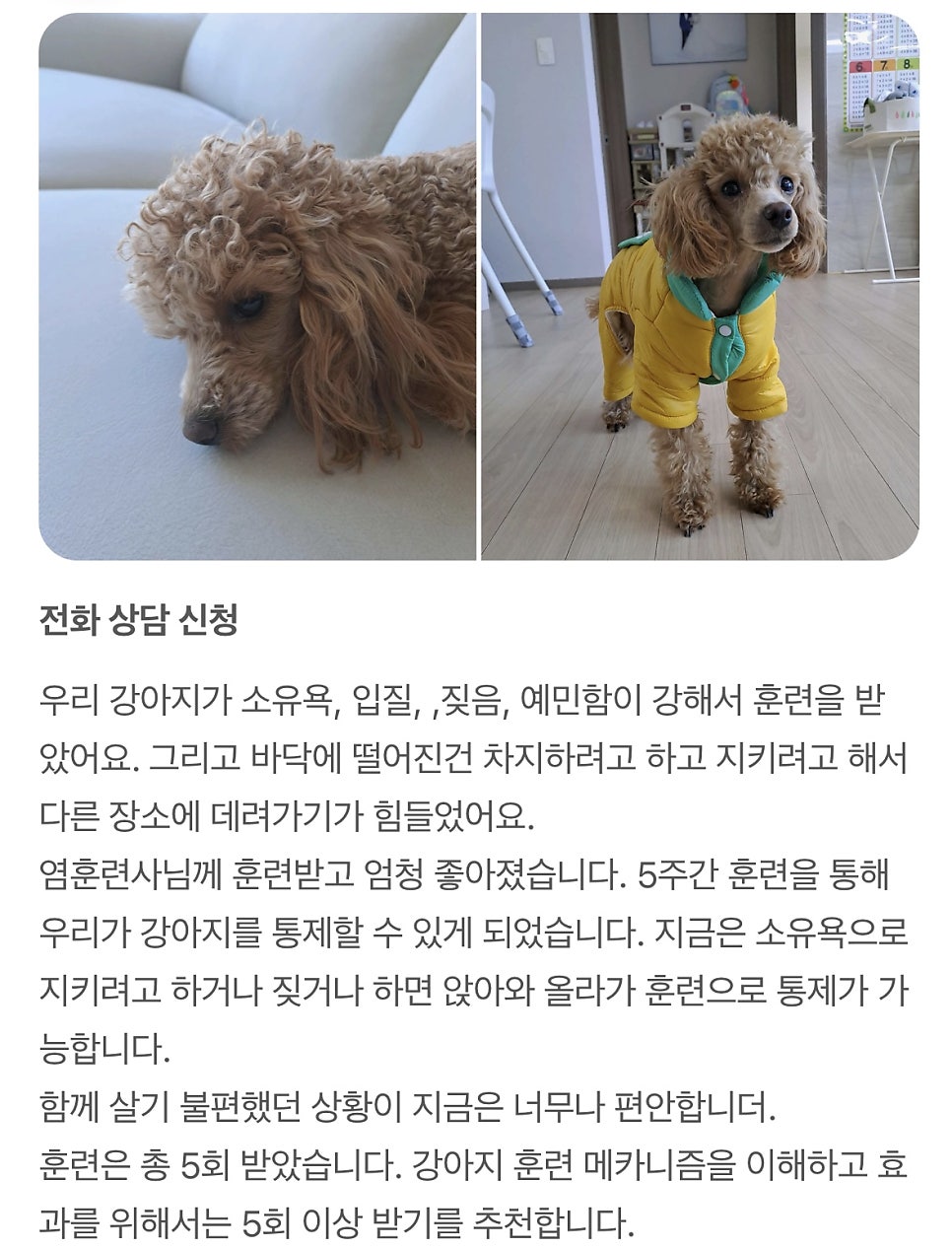 강아지 행동교정: 입질·짖음·산책 문제 해결 — 사진 9