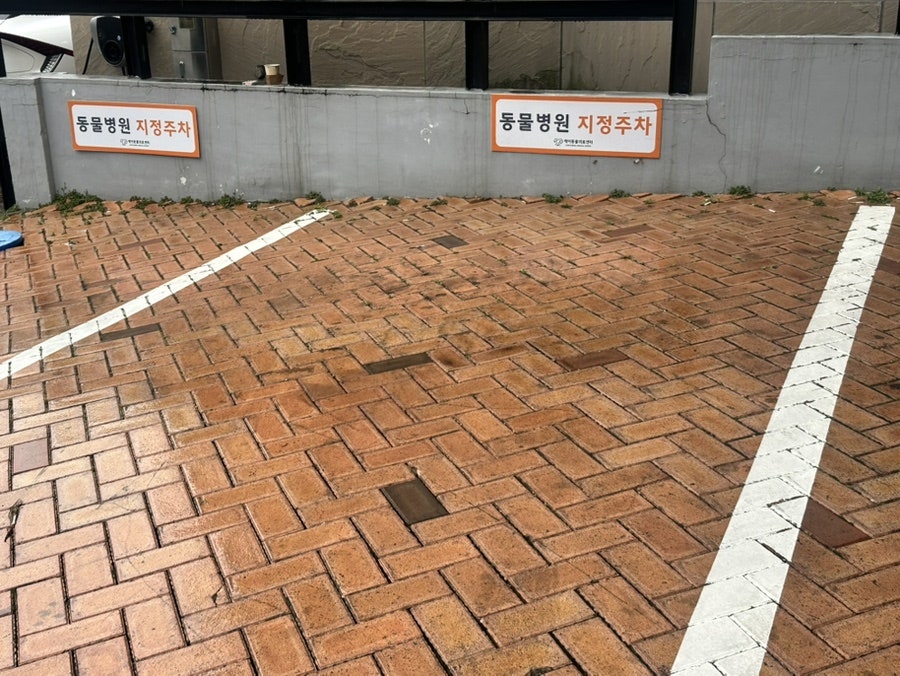 9살 강아지 종합검진 후기: 대구 수성구 케어동물의료센터 비용 및 결과 — 사진 4