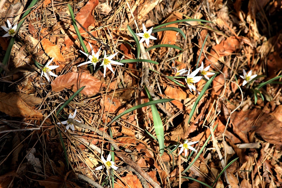 산자고 : 네이버 블로그