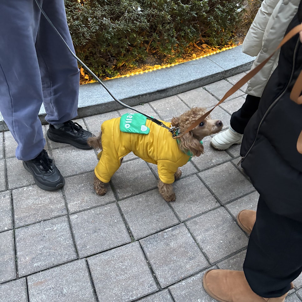 강아지 행동교정: 입질·짖음·산책 문제 해결 — 사진 8