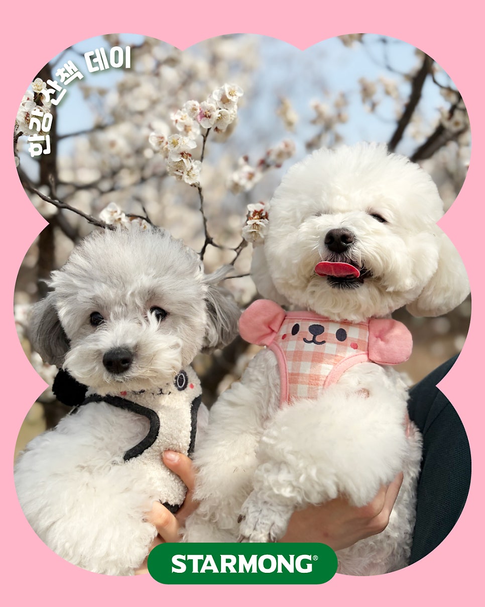 서초 강아지 유치원, 스타몽 야외 산책 데이 후기 — 사진 2