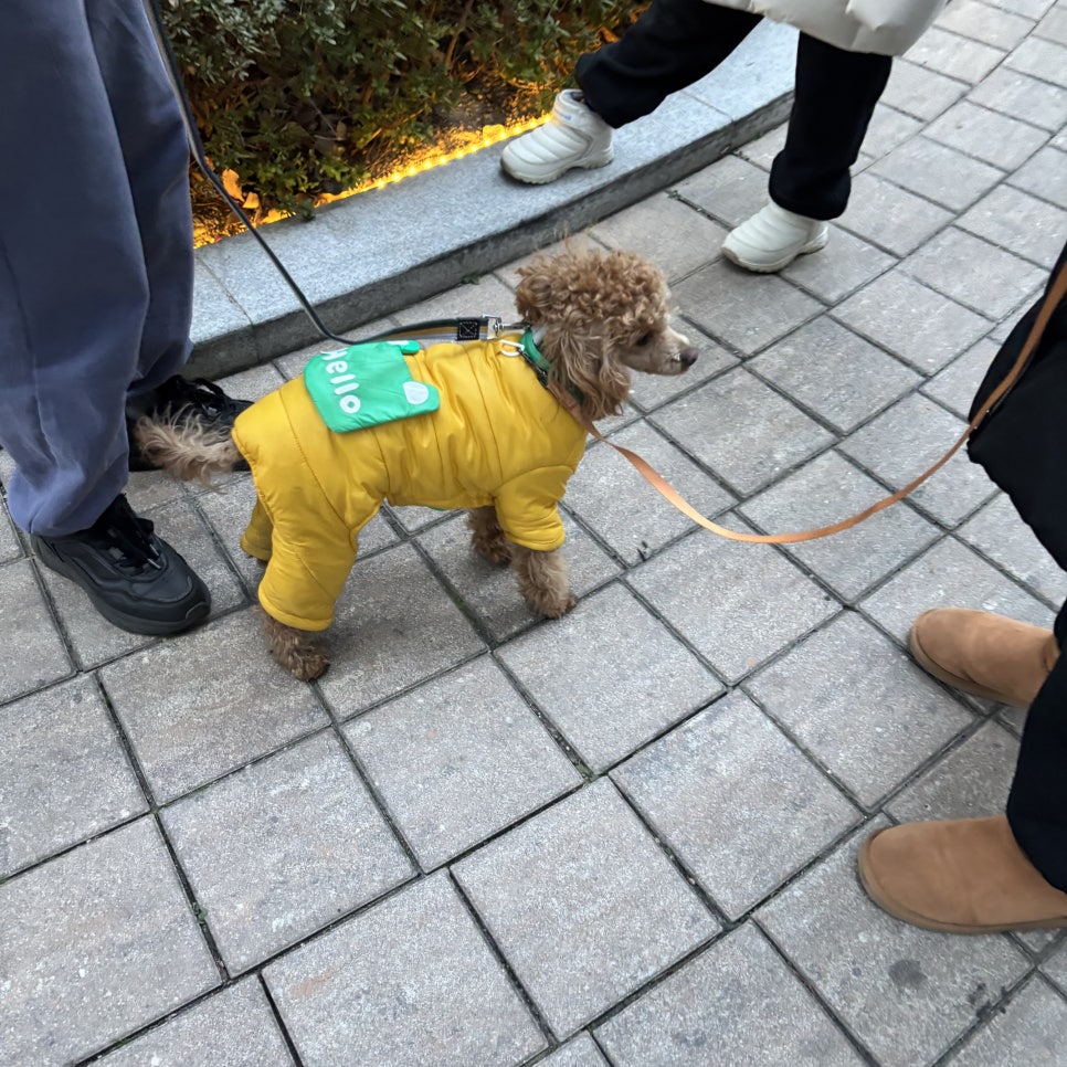강아지 행동교정: 입질·짖음·산책 문제 해결 — 사진 7