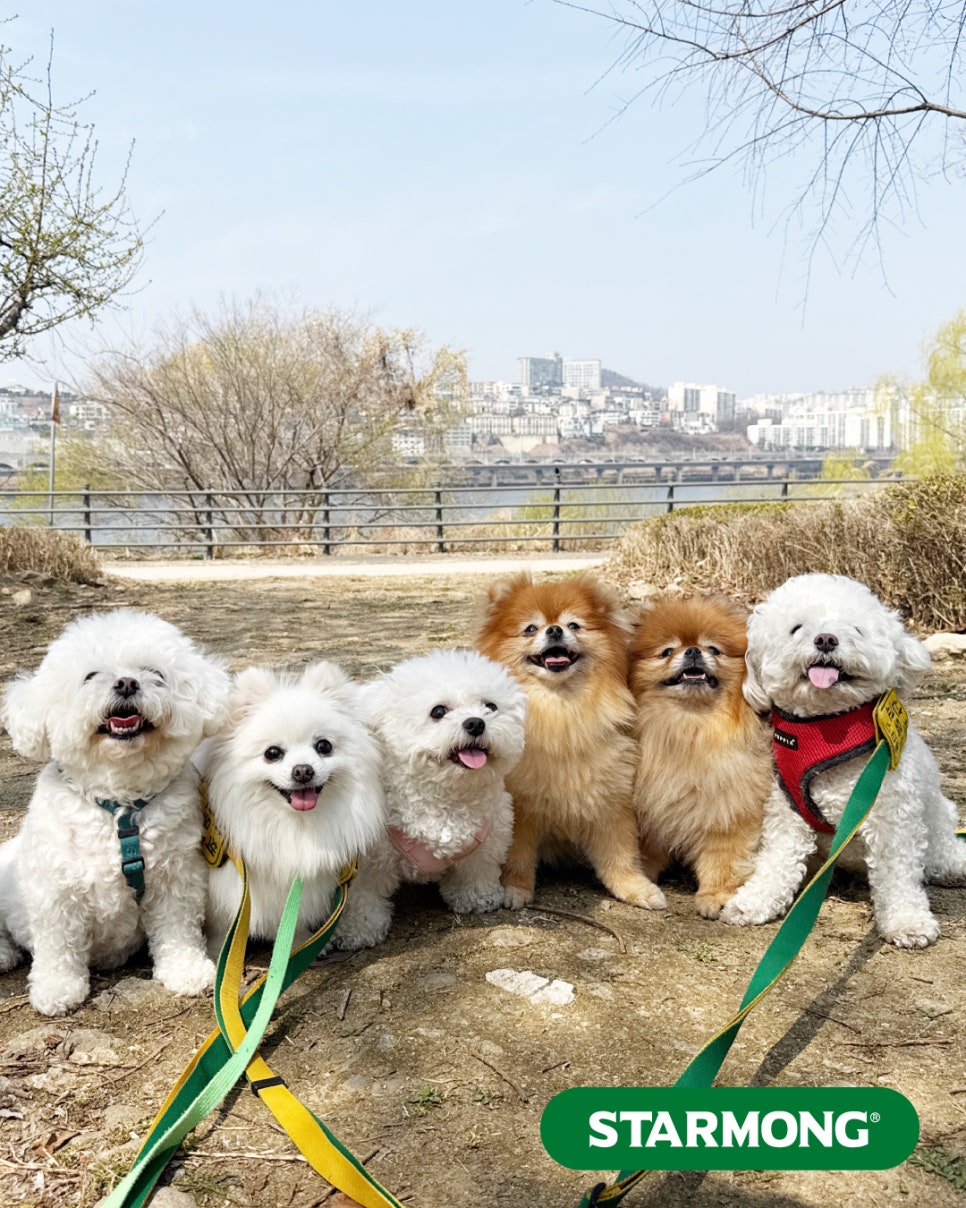 서초 강아지 유치원, 스타몽 야외 산책 데이 후기 — 사진 4