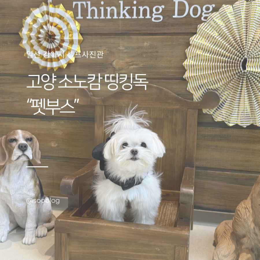 일산 띵킹독 펫부스 강아지 셀프 사진 후기 — 사진 2