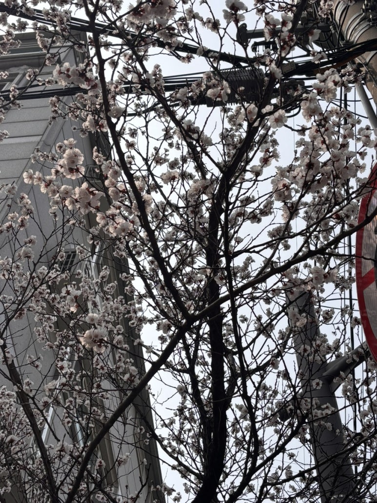 오레노카츠 선릉점 사진 5
