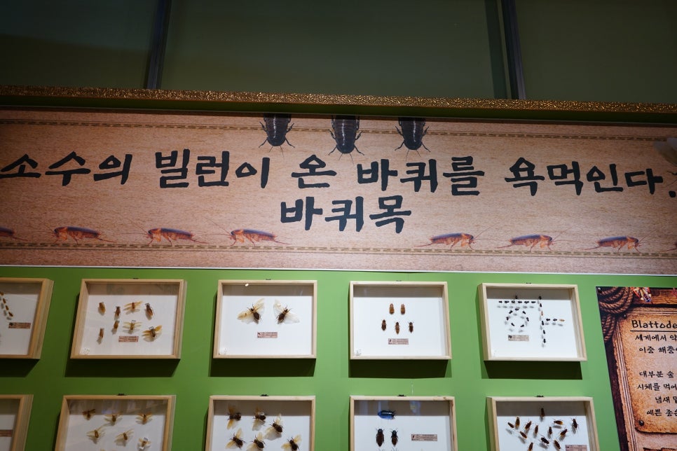 여주 곤충박물관: 아이와 함께하는 신나는 실내 나들이 코스 — 사진 5