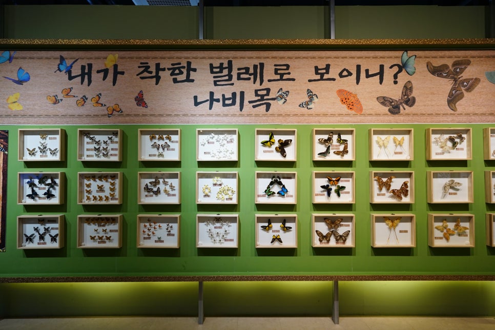 여주 곤충박물관: 아이와 함께하는 신나는 실내 나들이 코스 — 사진 4