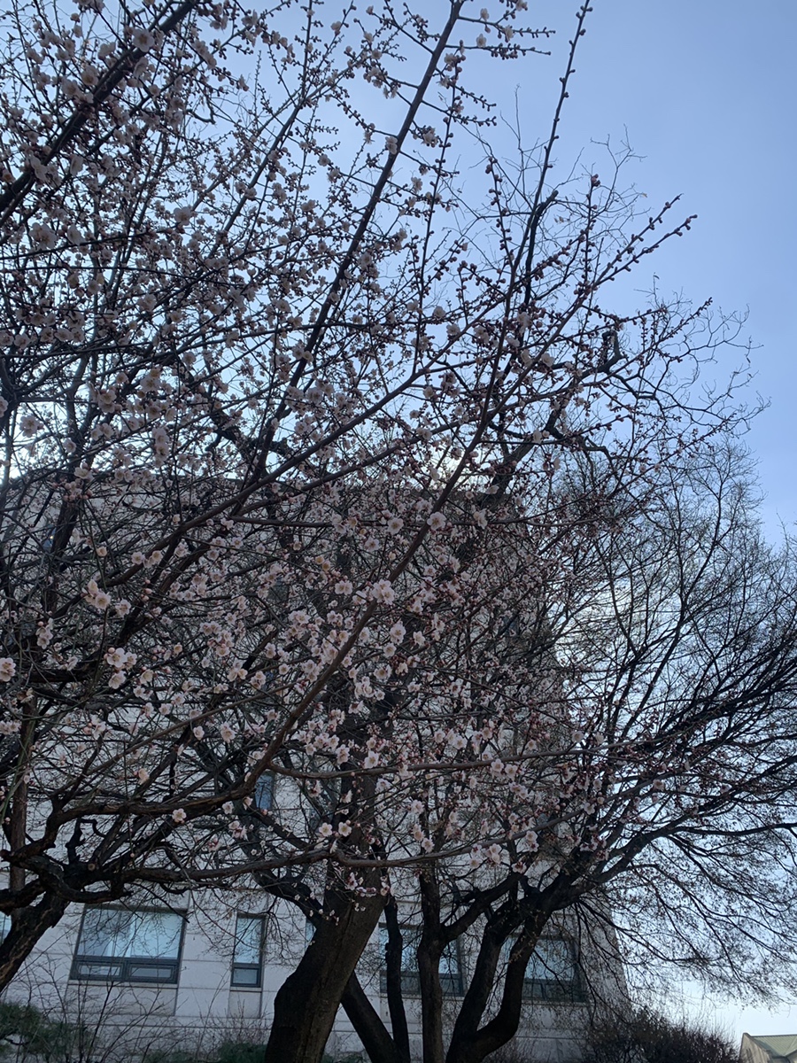 이화김밥 사진 2
