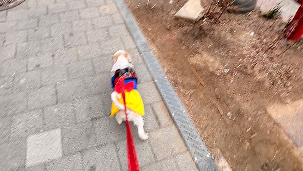 강아지 태안 49,900원 로망스투어 솔직 후기 — 사진 5