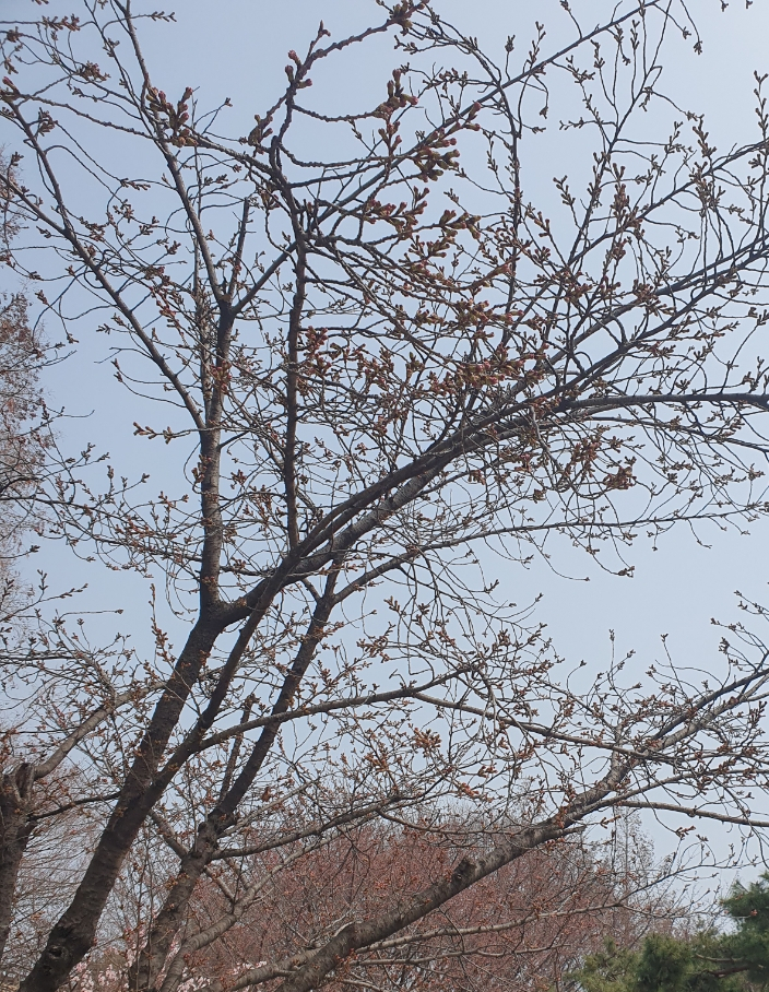 디어 사진 7