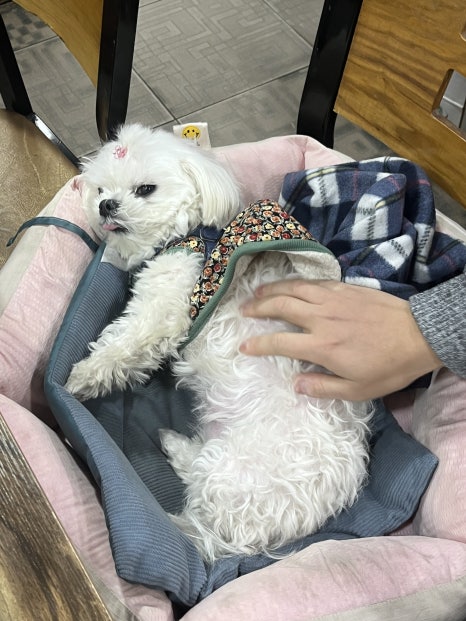 소바짐 사진 3