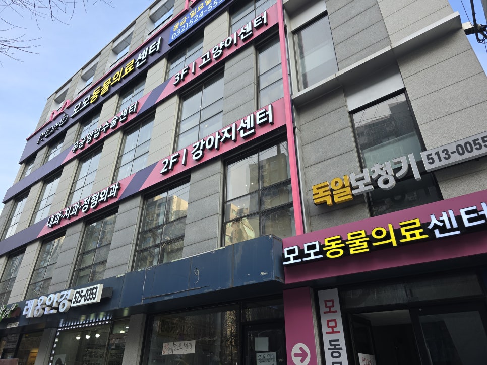 인천 고양이 중성화 수술 후기: 첫 수술 성공 및 추천 병원 정보 — 사진 3