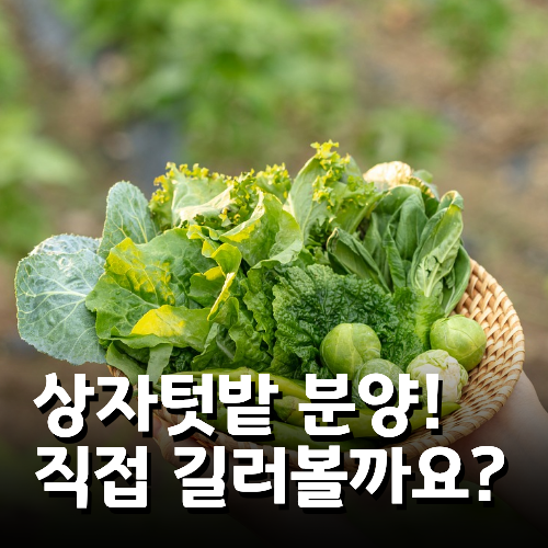 브로콜리 지역정보 관련 사진 5