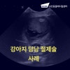 강아지 담낭절제술 비용 및 회복 과정 안내 (송파 24시) — 사진 1