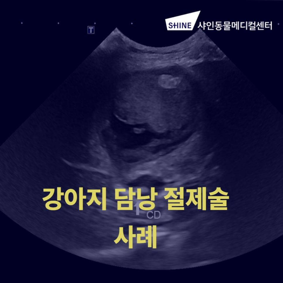 강아지 담낭절제술 비용 및 회복 과정 안내 (송파 24시) — 사진 1
