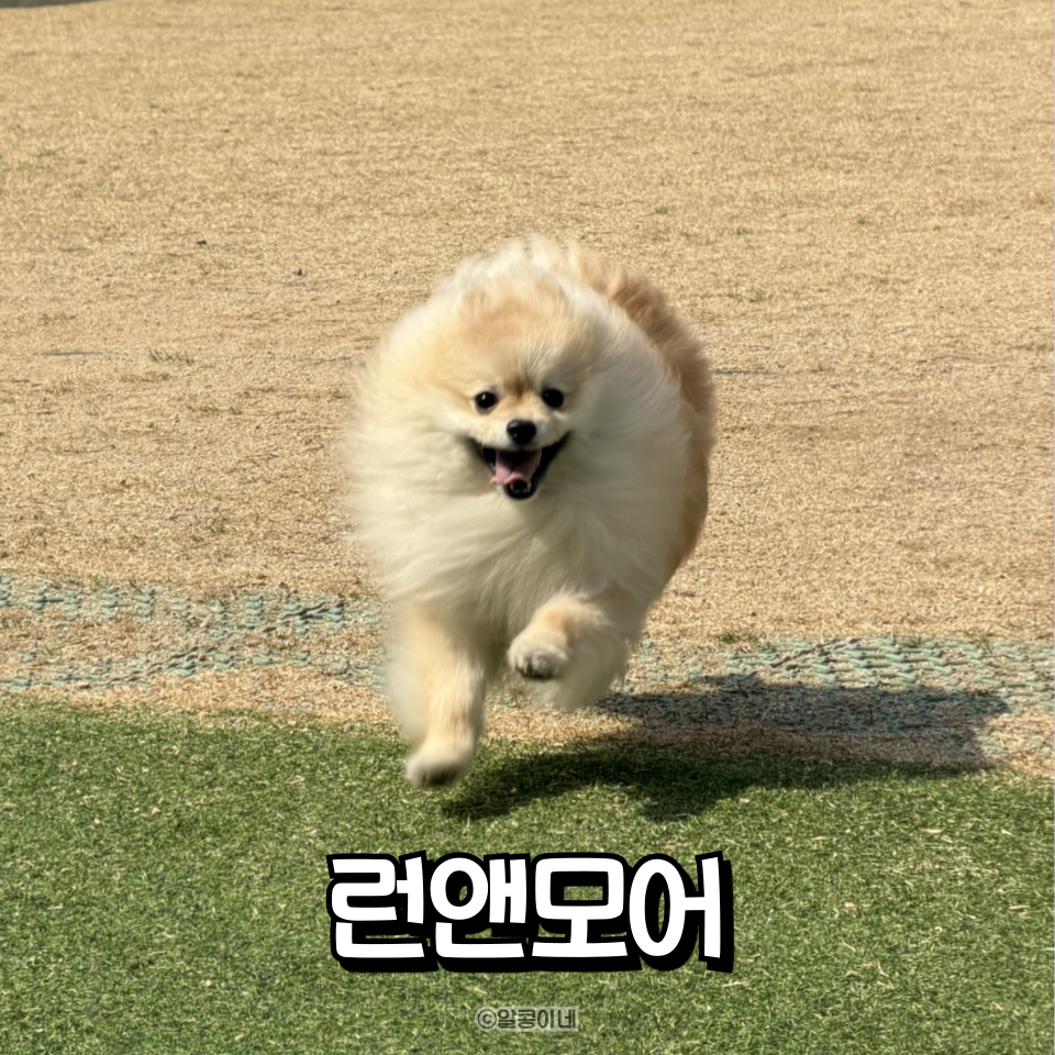 수원 애견카페 런앤모어, 천연잔디 운동장 후기 — 사진 4