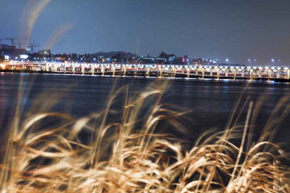 Blurred silver grass in the foreground with the lit Banpo Bridge behind it at night