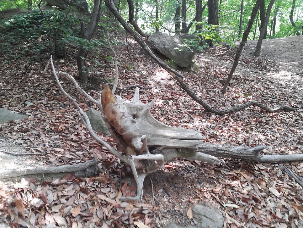 정릉계곡 숲속에 멧돼지 머리처럼 보이는 울퉁불퉁한 고목 밑동