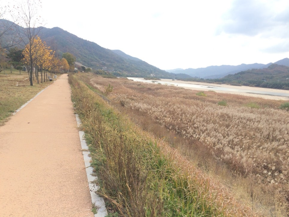 White silvergrass plumes along a riverside walking path on the Seomjingang