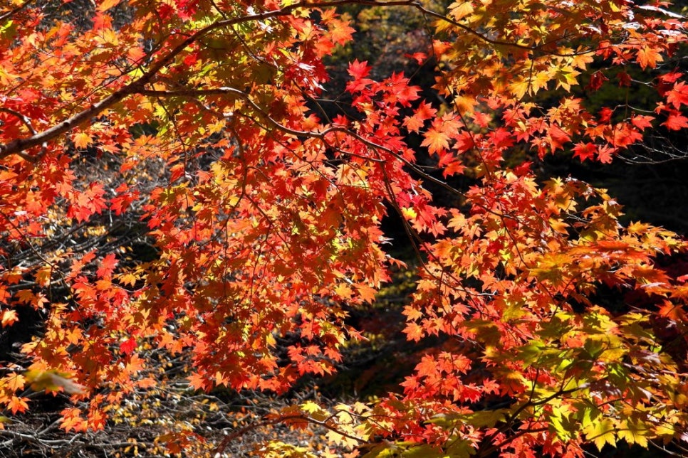 The trail to Bulil Falls running between red and yellow autumn foliage
