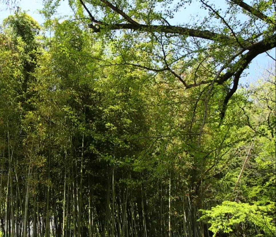 A dense bamboo grove near Ssanggyesa Temple in Hadong
