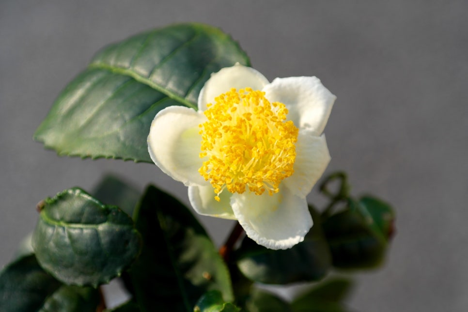 Close-up of a tea flower with white petals and bright yellow stamens