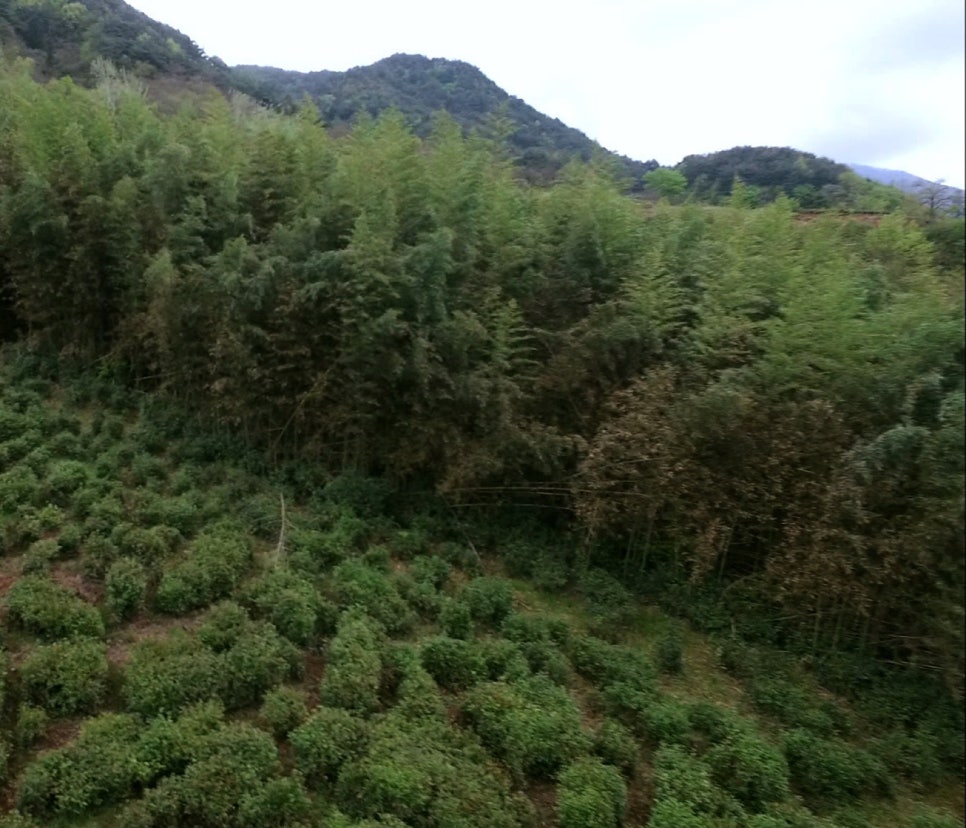 Rows of tea bushes on a Hadong hillside with a bamboo grove growing right beside them