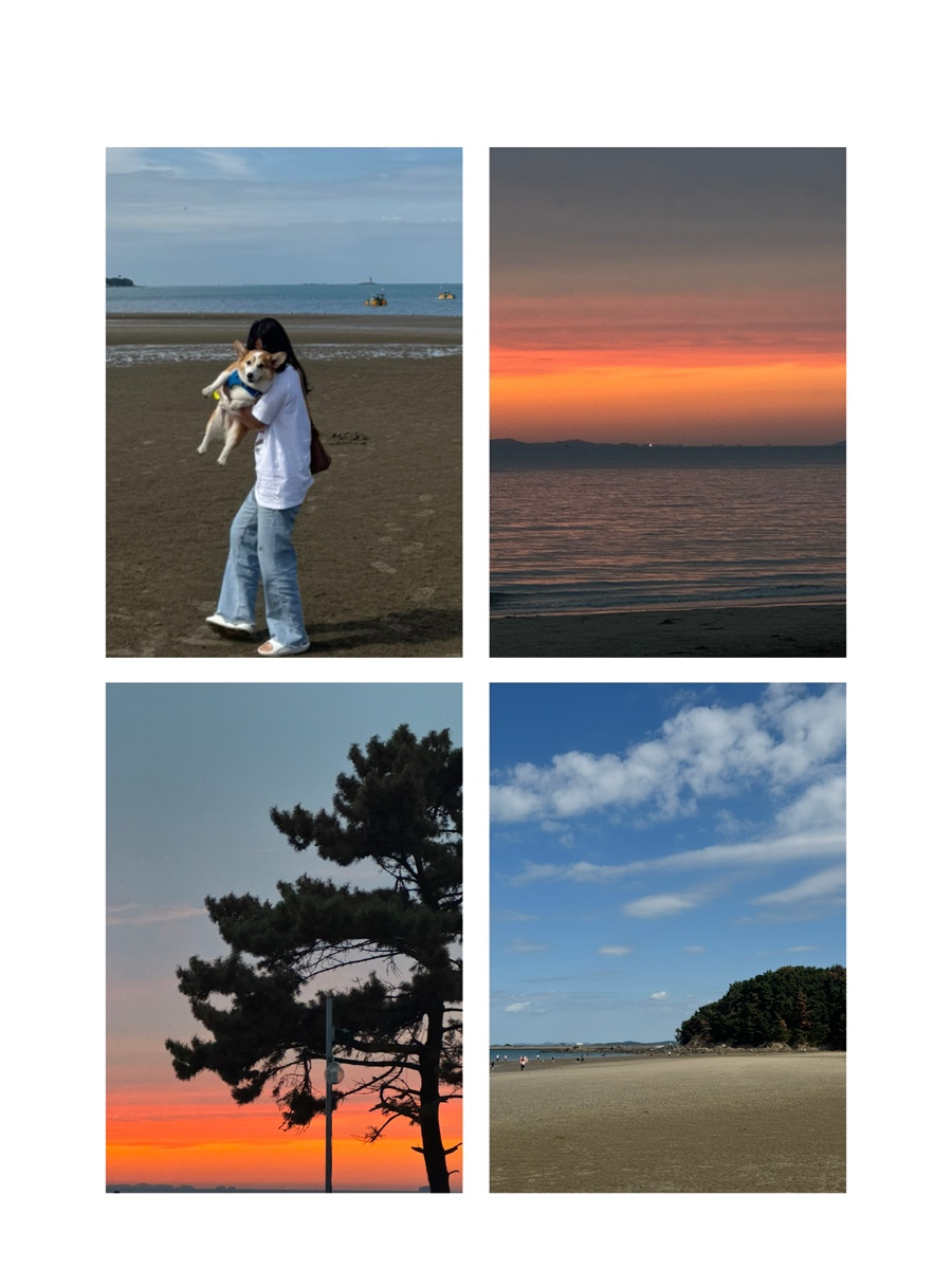 충남 서천 1박 2일 애견 동반 여행 : 행담도 휴게소 모다아울렛 애견 파크, 별바라보기펜션, 춘장대해수욕장, 솔내음 야영장 ...