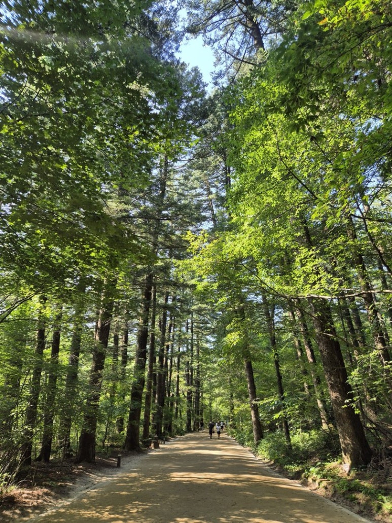 A forest path between tall straight conifers on Odaesan