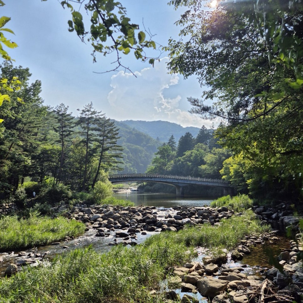 An arched bridge over a stream in the forest