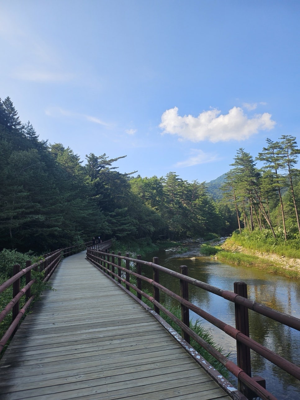 A wooden boardwalk running beside a mountain stream