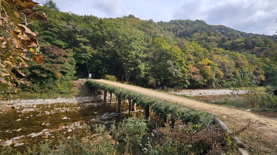 The Seonjae-gil log bridge over the Odaecheon stream, with the valley woods just starting to turn