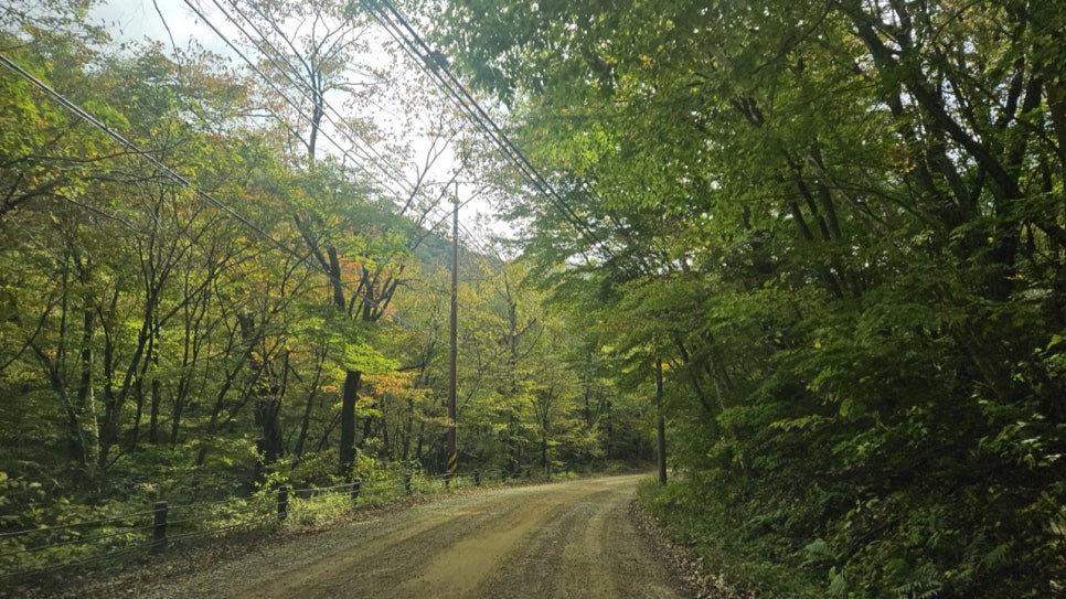 The forest road leading into Woljeongsa