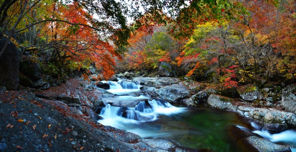 Autumn leaves reflected in the water of Baemsagol valley, Jirisan