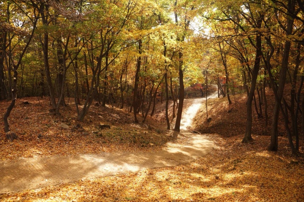 A leaf-strewn woodland path at Donggureung between trees in autumn colour