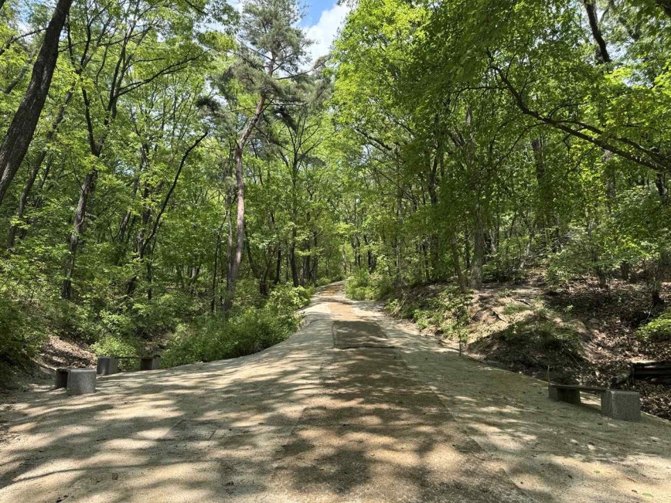 A wide dirt path through fresh spring foliage between Taereung and Gangneung