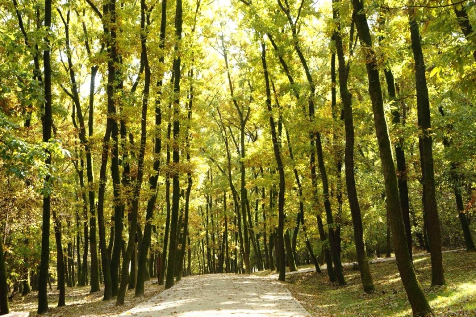 A broadleaf woodland path covered in yellow leaves between Yungneung and Geolleung