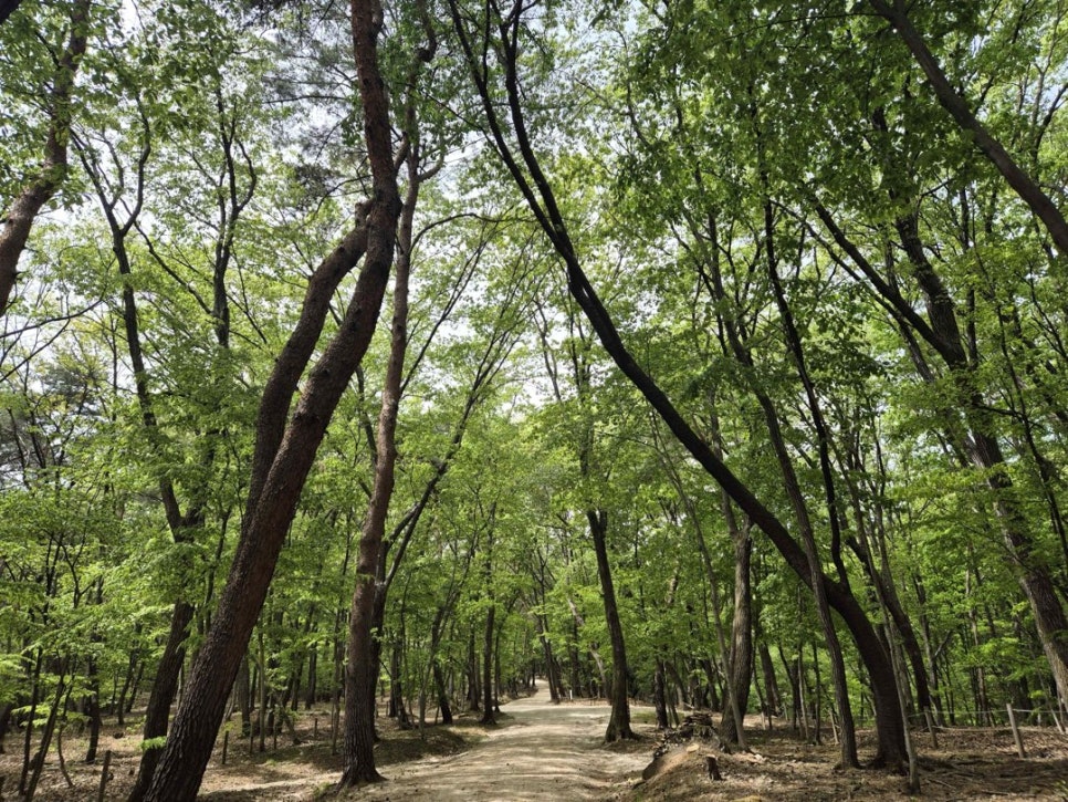 A broad path under tall broadleaf trees at Donggureung