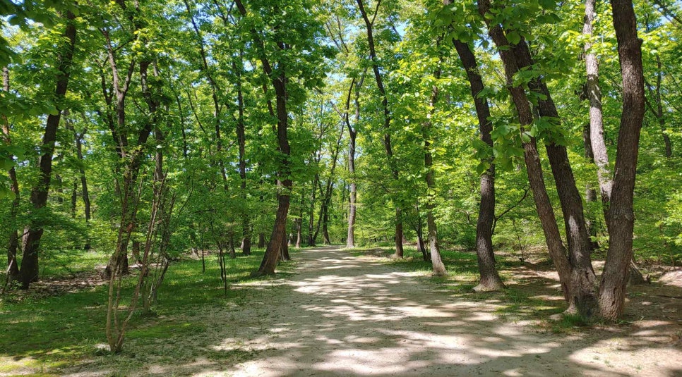 A straight woodland path lined with tall broadleaf trees north of the Paju Jangneung mound