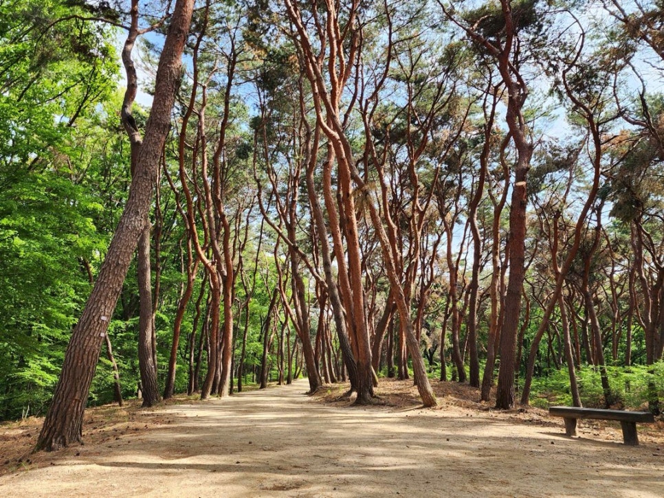 A wooden bench under red-barked pines