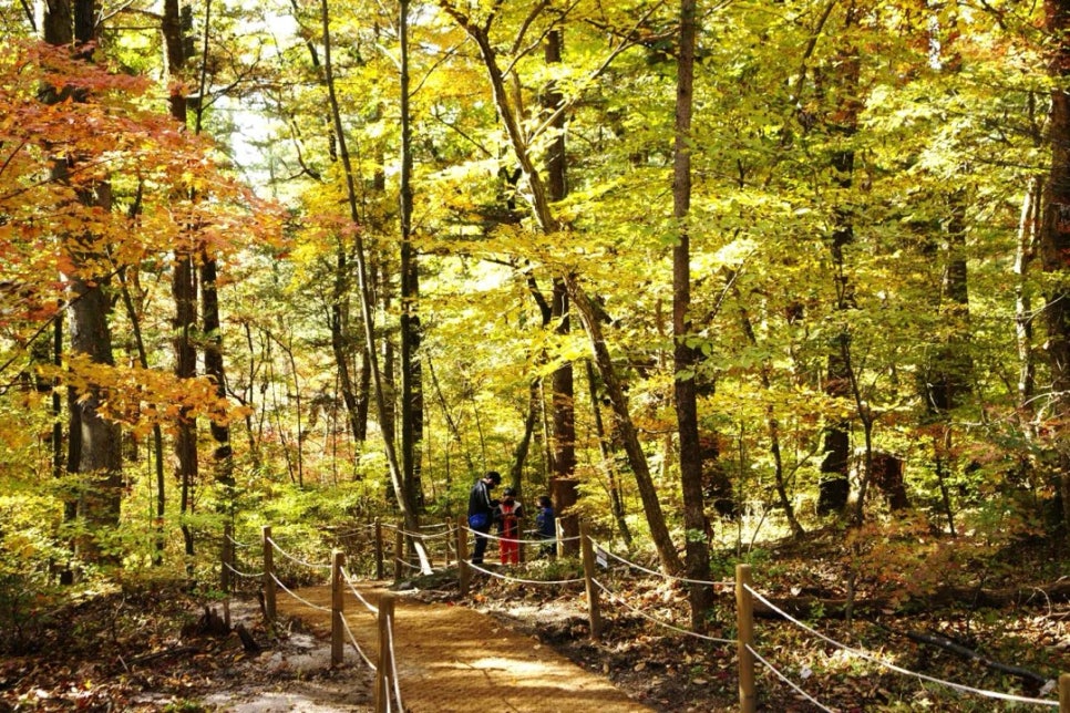A wooden boardwalk running between broadleaf trees turned yellow at Gwangneung