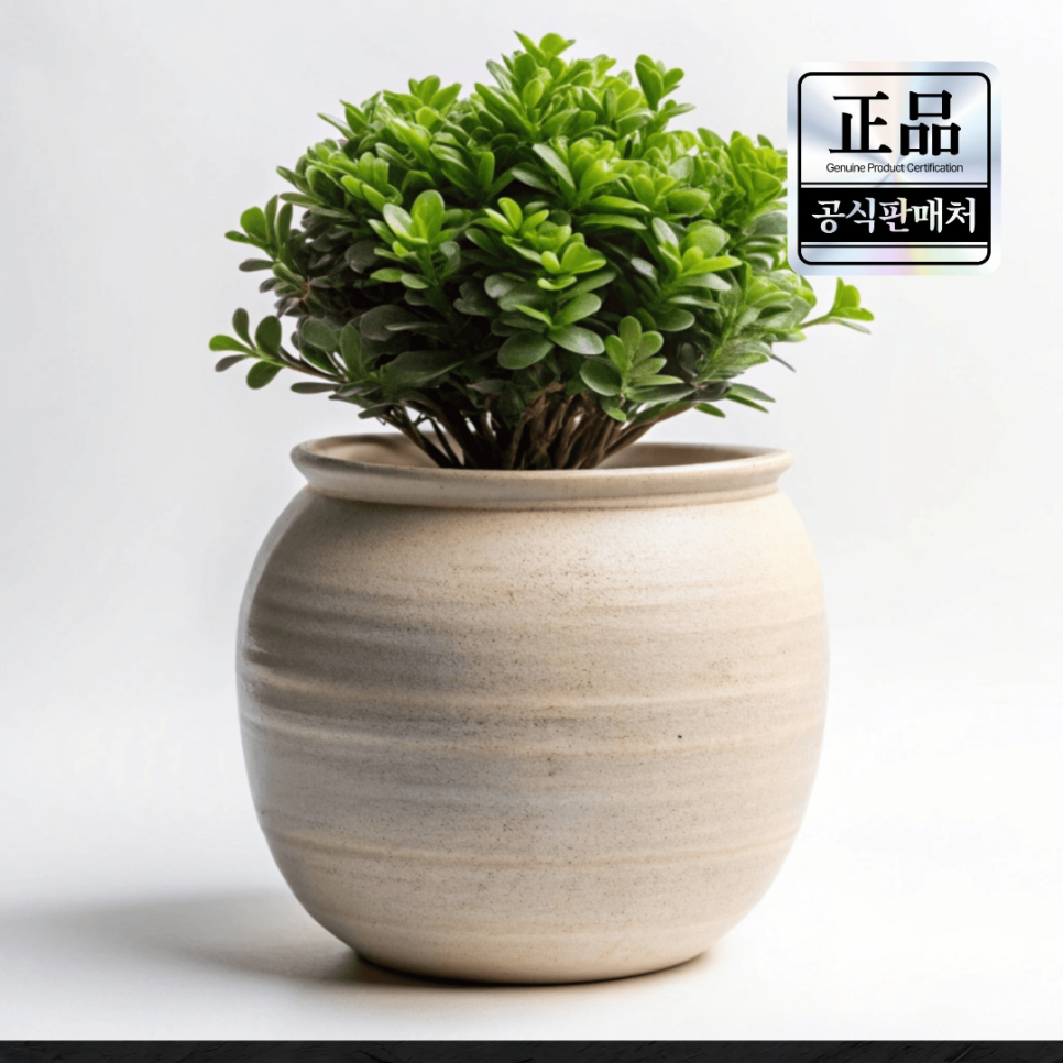 전주 승진 축하 화분 배달 : 네이버 블로그
